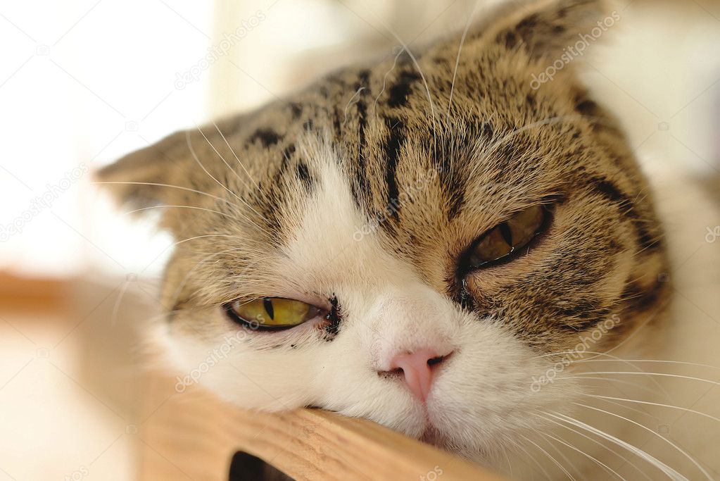 close-up of d cat portrait