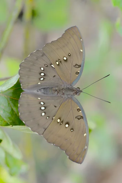 Borboleta voar na natureza — Fotografia de Stock