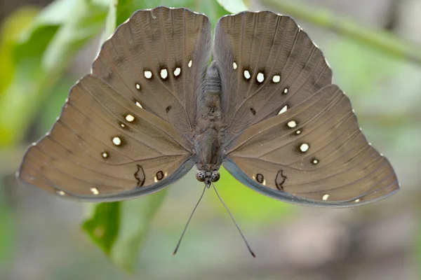 蝴蝶在自然界中飞翔 — 图库照片