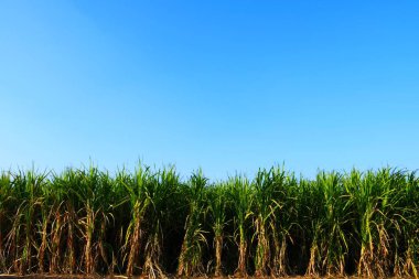 Gujarat şeker kamışı çiftliği, Hindistan, tarım, şeker kamışı tarımı