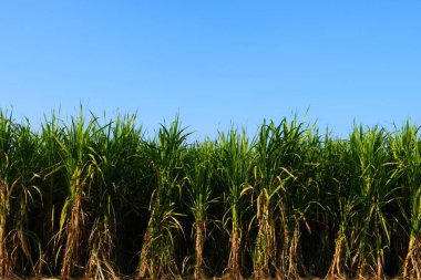 Gujarat şeker kamışı çiftliği, Hindistan, tarım, şeker kamışı tarımı