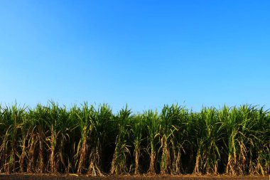 Gujarat şeker kamışı çiftliği, Hindistan, tarım, şeker kamışı tarımı