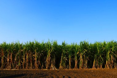 Gujarat şeker kamışı çiftliği, Hindistan, tarım, şeker kamışı tarımı