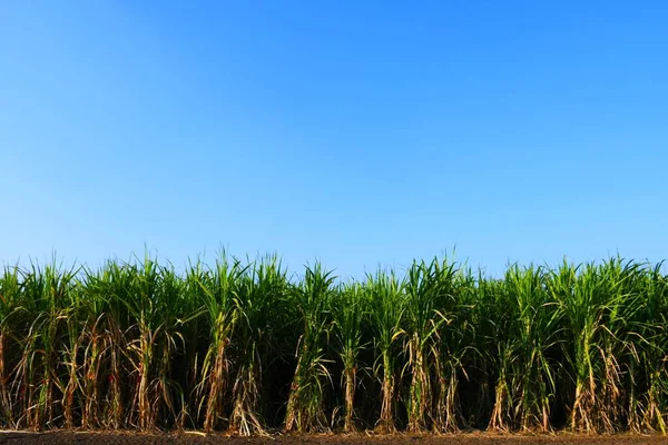 Ферма Сахарного Тростника Гуджарата Индия Сельское Хозяйство Выращивание Сахарного Тростника — стоковое фото