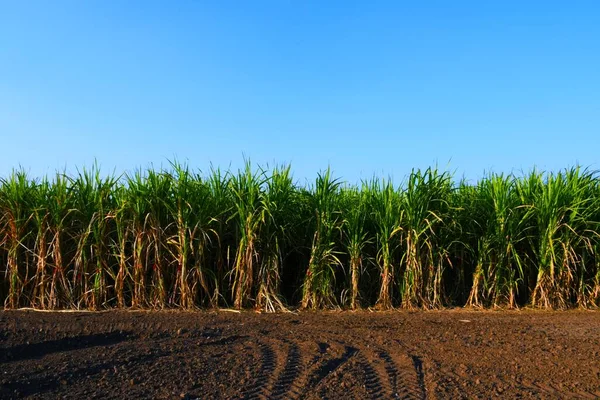 Sugarcane Farm Gujarat India Mezőgazdaság Sugarcane Gazdálkodás Jogdíjmentes Stock Képek