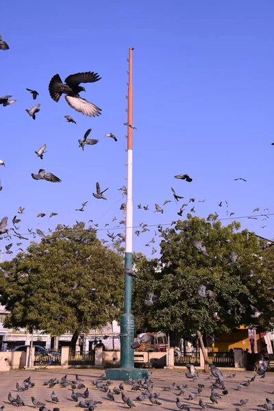 Sur Pôle Drapeau Inde Est Coloré Safran Blanc Vert Beaucoup — Photo