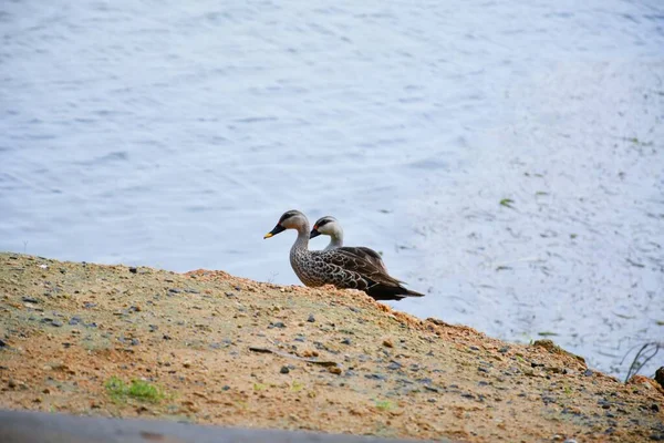 Mallard Duck和他的搭档沿着池塘边走着 — 图库照片