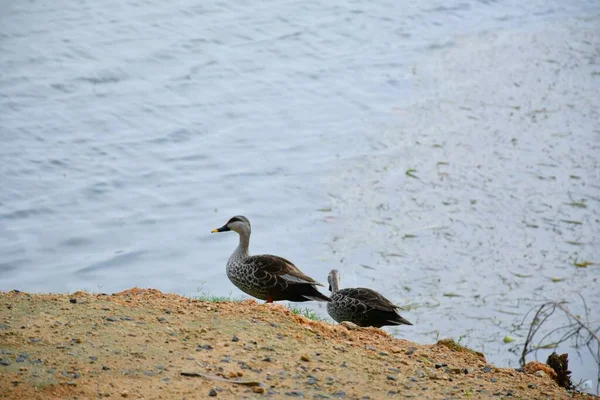 Mallard Duck Ortağıyla Göletin Kenarında Yürüyor — Stok fotoğraf