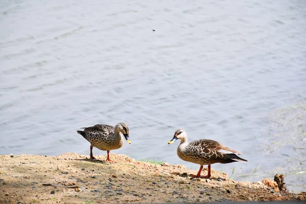 Mallard Duck Está Andando Longo Lado Lagoa Com Seu Parceiro — Fotografia de Stock