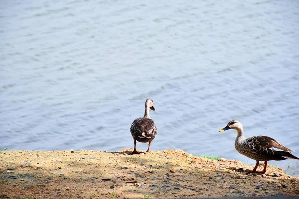 Mallard Duck和他的搭档沿着池塘边走着 — 图库照片