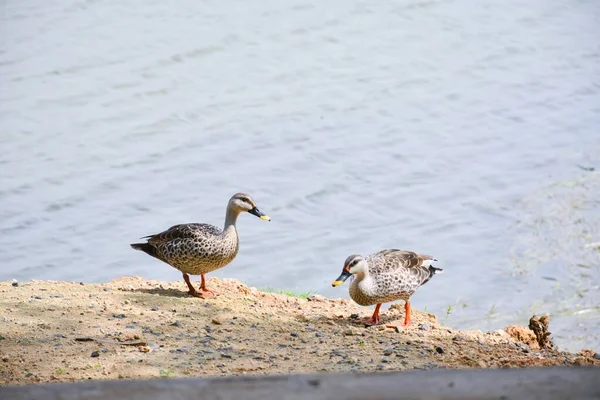 Mallard Duck Kráčí Podél Břehu Rybníka Svým Partnerem — Stock fotografie