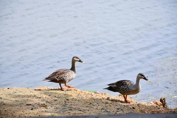 Mallard Duck和他的搭档沿着池塘边走着 — 图库照片