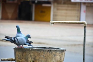 Su kabında güvercinler ve içme suyu