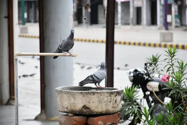 Pigeons Water Pot Drinking Water — Stock Photo, Image