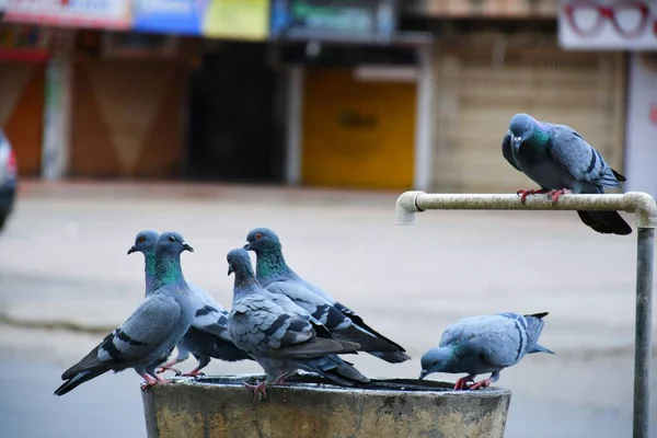 물통에 비둘기들 과물을 마시는 — 스톡 사진