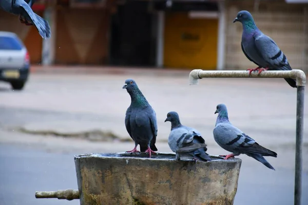 Pigeons Sur Pot Eau Eau Potable — Photo