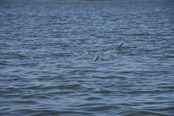 クッチ グジャラート ブルーウォーターでのインドの湖 — ストック写真