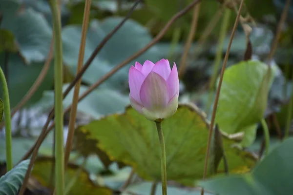 Belle Fleur Lotus Fleurs Dans Étang — Photo