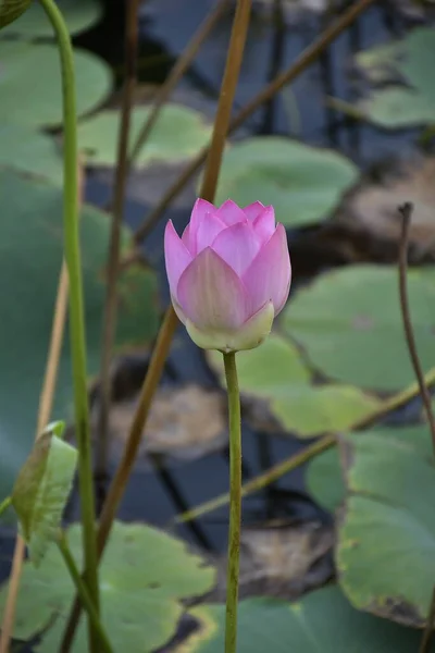 Belle Fleur Lotus Fleurs Dans Étang — Photo