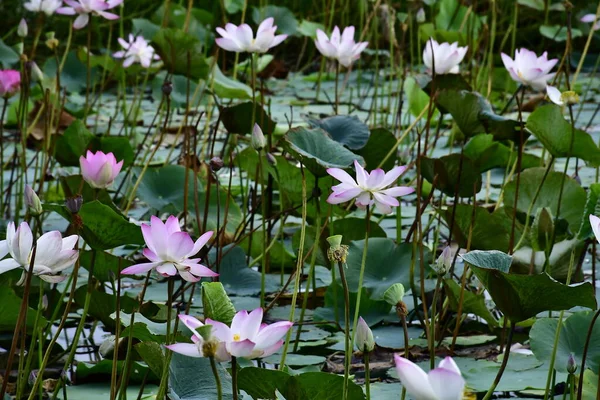 Beautiful Blooming Lotus Flower Pond — Stock Photo, Image