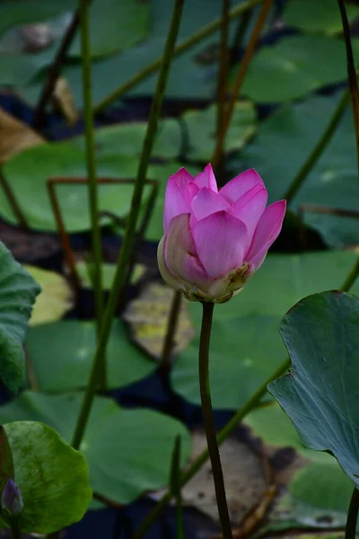 Beautiful Blooming Lotus Flower Pond — Stock Photo, Image
