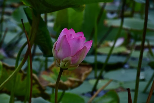 Belle Fleur Lotus Fleurs Dans Étang — Photo