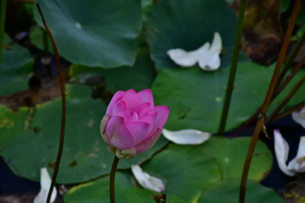 Belle Fleur Lotus Fleurs Dans Étang — Photo