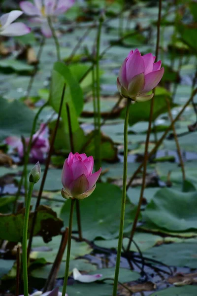 Belle Fleur Lotus Fleurs Dans Étang — Photo