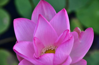 Gölette çiçek açan güzel nilüfer çiçekleri  