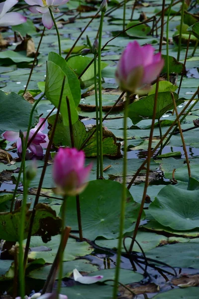 Vacker Blommande Lotusblomma Dammen — Stockfoto