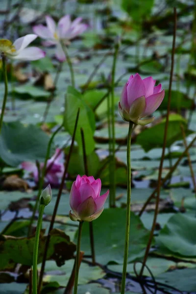 Belle Fleur Lotus Fleurs Dans Étang — Photo