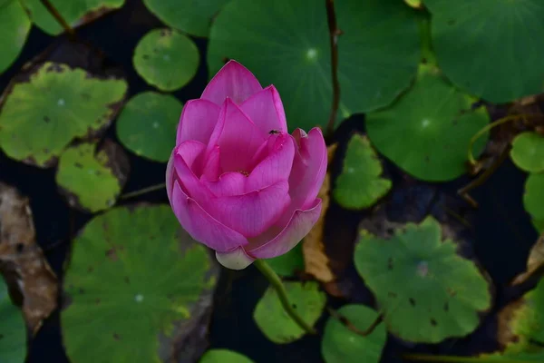 Belle Fleur Lotus Fleurs Dans Étang — Photo