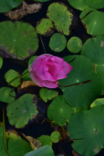 Krásný Kvetoucí Lotosový Květ Jezírku — Stock fotografie