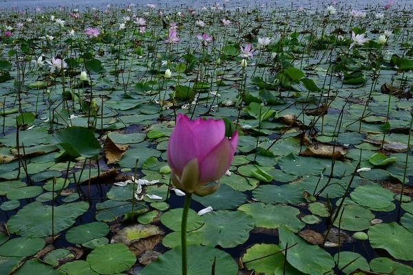 Beautiful Blooming Lotus Flower Pond — Stock Photo, Image