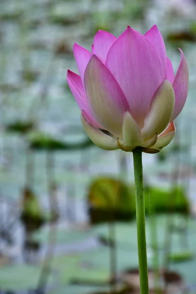 Belle Fleur Lotus Fleurs Dans Étang — Photo