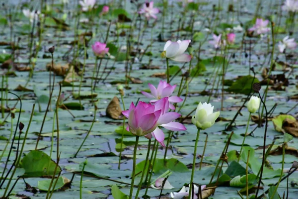 Beautiful Blooming Lotus Flower Pond — Stock Photo, Image