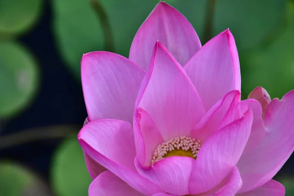 Прекрасный Цветущий Цветок Лотоса Пруду — стоковое фото