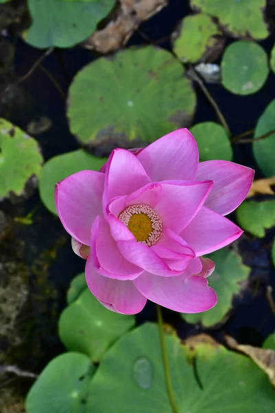 Belle Fleur Lotus Fleurs Dans Étang — Photo