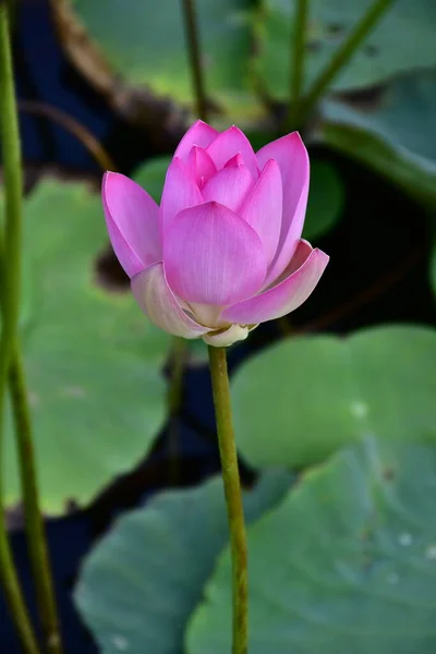 Прекрасный Цветущий Цветок Лотоса Пруду — стоковое фото
