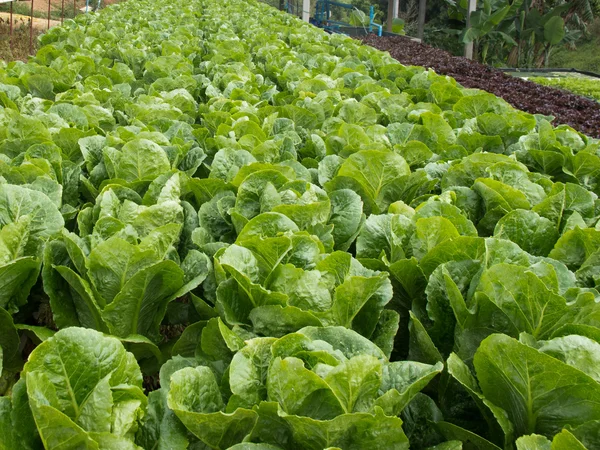 Vegetable plot — Stock Photo, Image