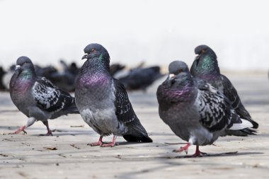 Parkta vahşi güvercinler