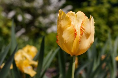 bir bahçede Sarı Lale