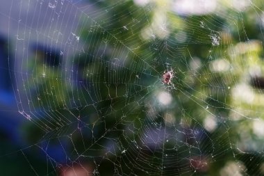 Ağ bir örümcek tarafından dokunan