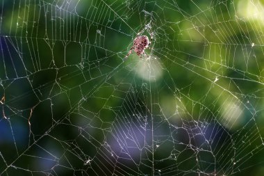 Ağ bir örümcek tarafından dokunan