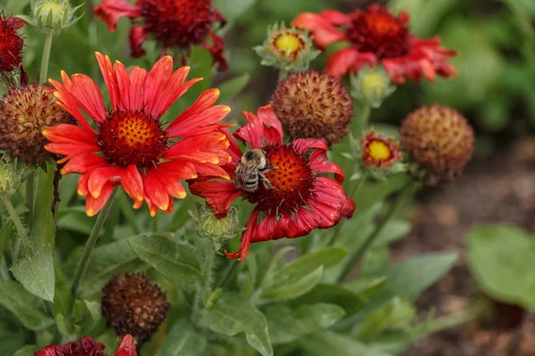 Bir çiçek üzerinde oturdu bumblebee