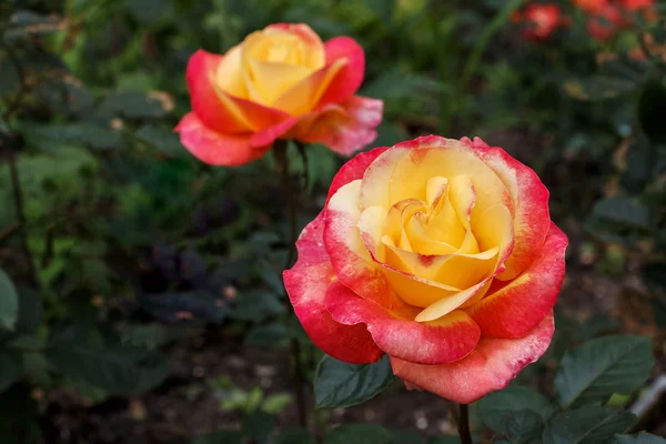 Schöne rot-gelbe Blume einer Rose — Stockfoto