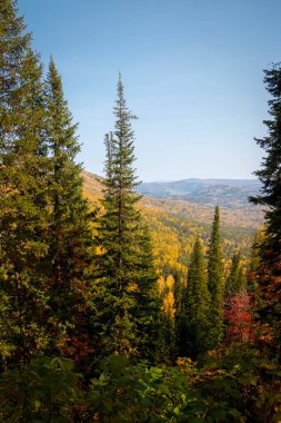 Rusya 'daki Altai dağlarının yamaçlarında yüksek köknar ve sarı huş ağaçları