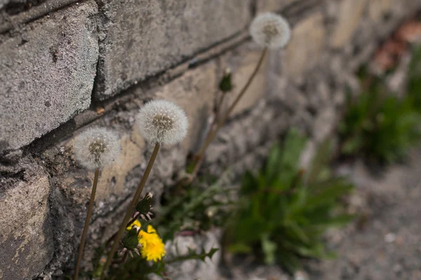 Flower and concrete wall — Stock Photo, Image