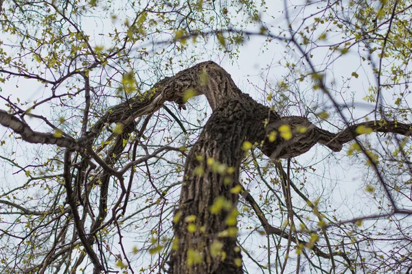 Кривое дерево — стоковое фото
