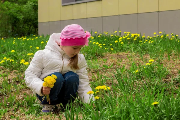 Jenta samler på ville blomster. – stockfoto